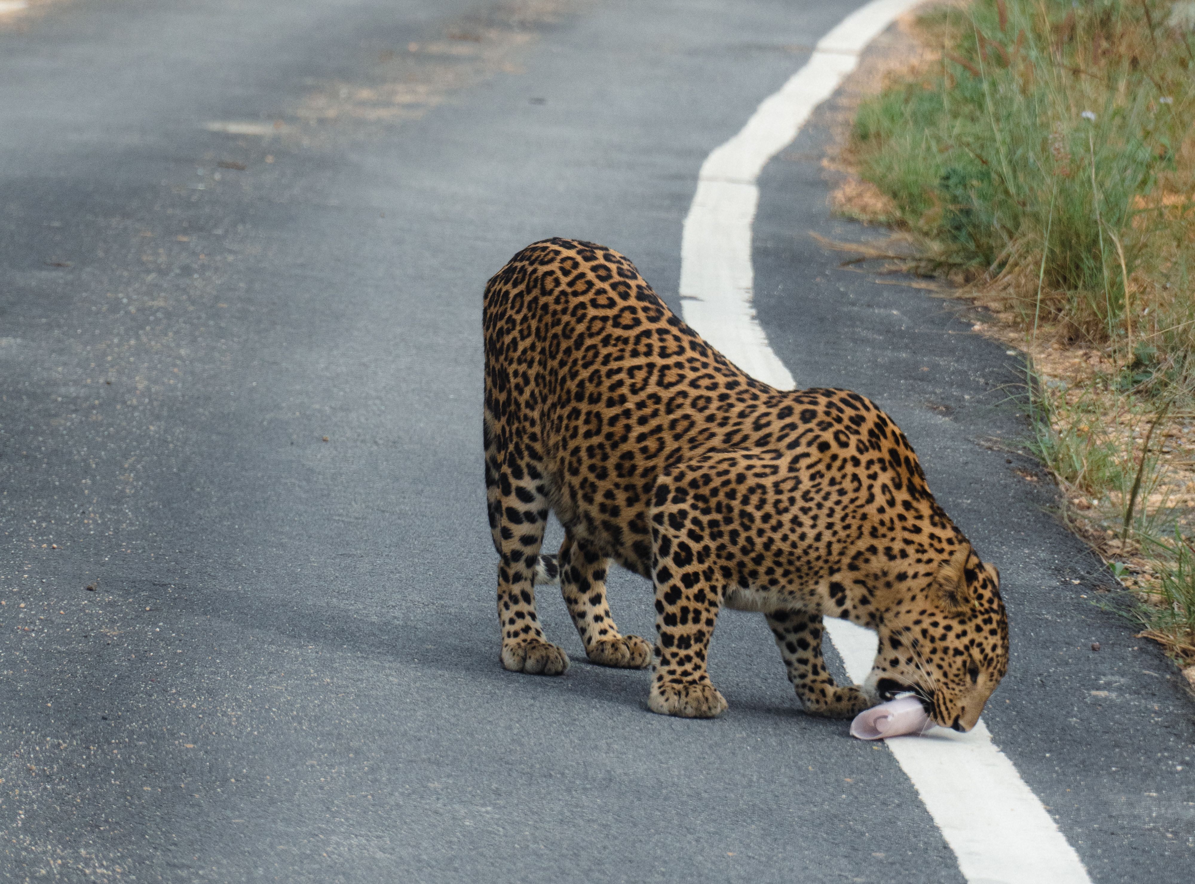 Things to Do in Bandipur: Attractions and Local Tips