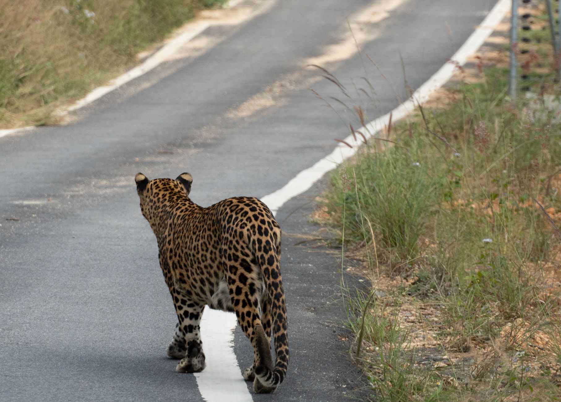 How to Reach Bandipur from Bangalore: Routes, Transport & Travel Guide