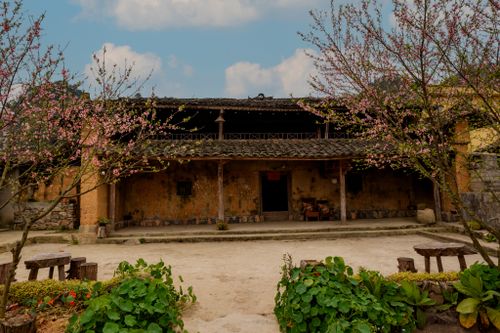Free Traditional rural house surrounded by blooming peach trees in spring. Stock Photo