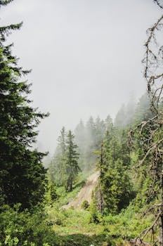 雾林宁静，绿树成荫，唤起宁静与自然之美