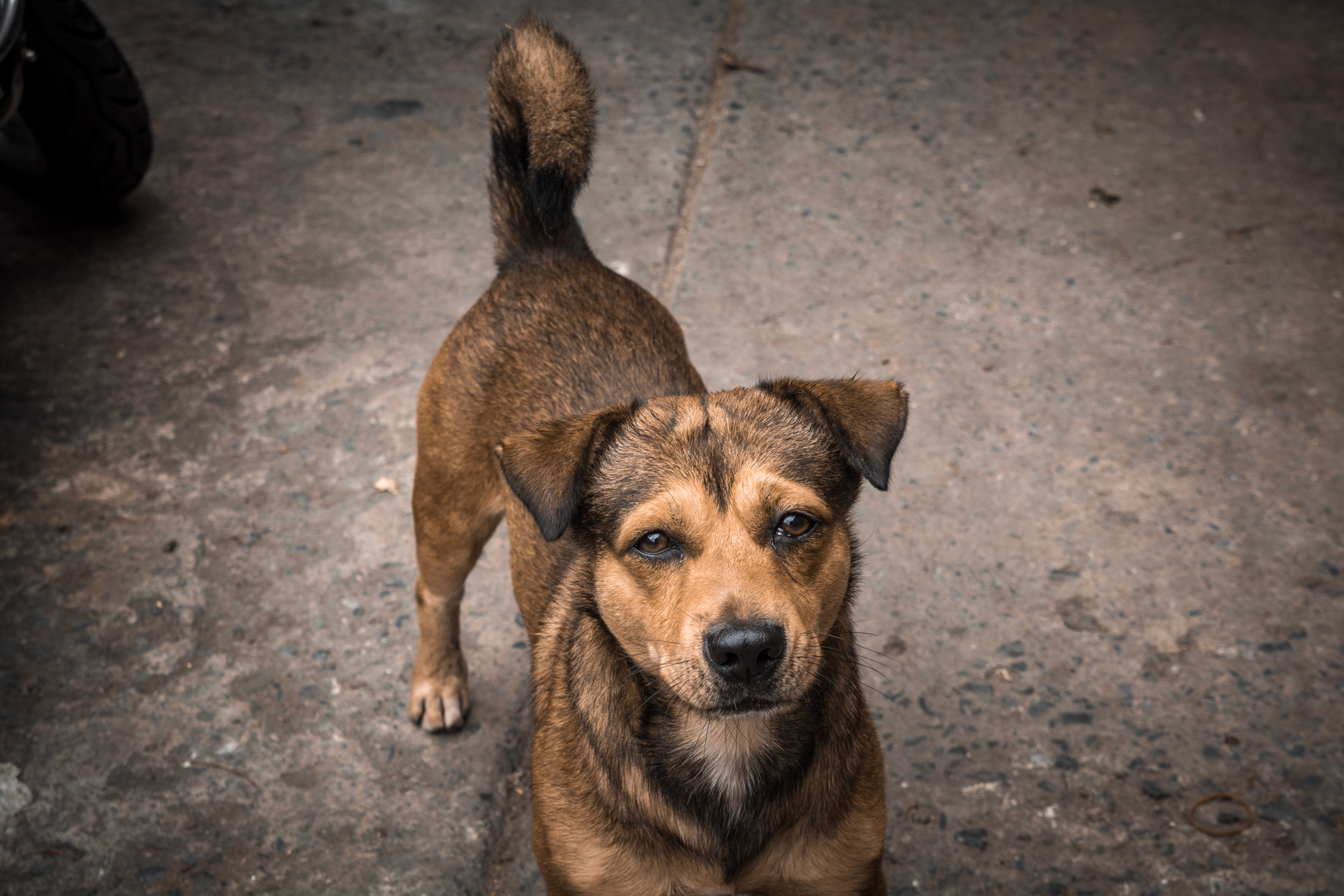 Healthcare and wellness consultation for a dog