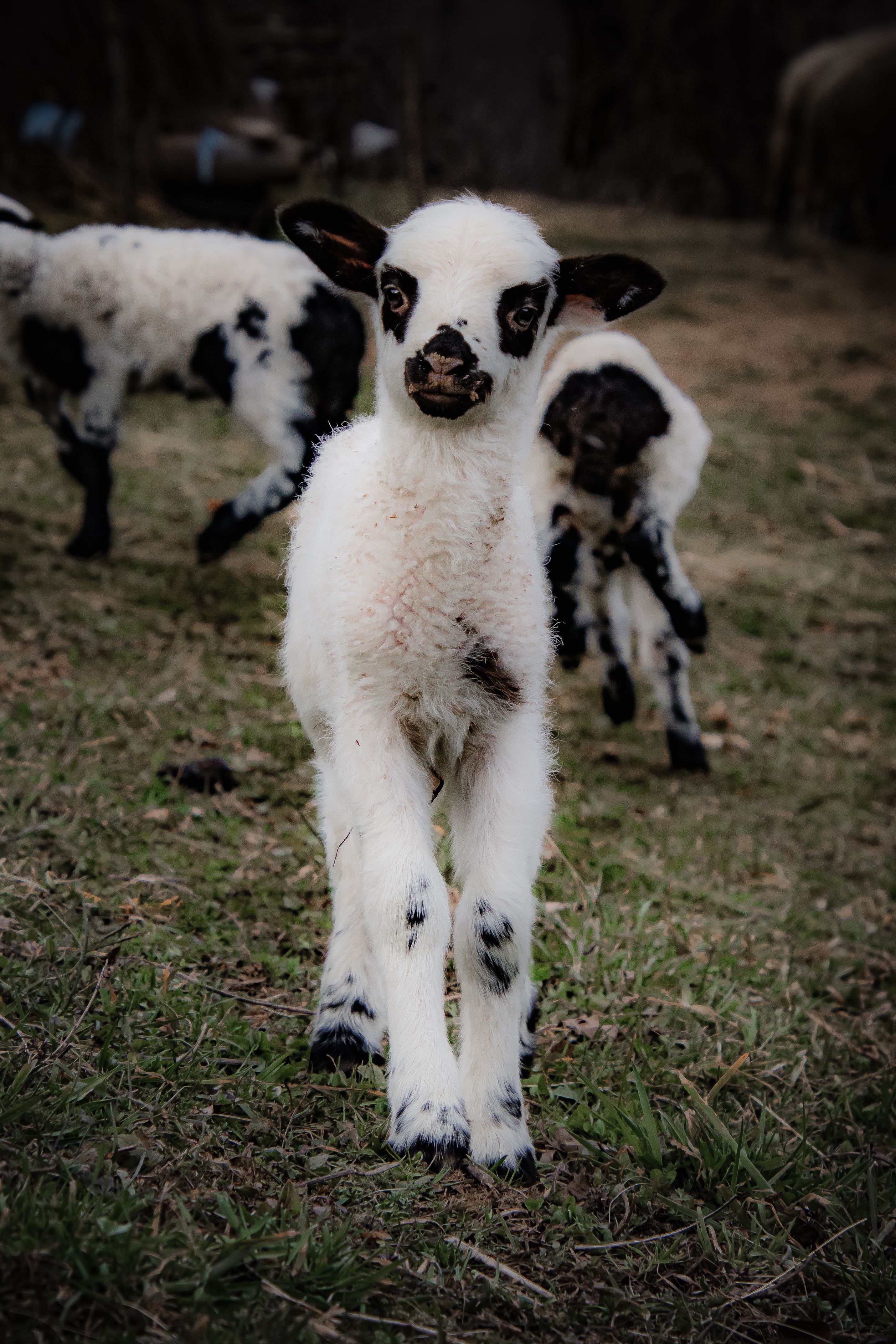 A close-up of adorable lambs frolicking in a lush green field in Čajniče, Bosnia.