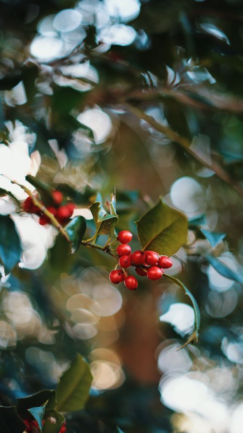 Free Vivid red holly berries with green leaves, captured in natural light. Stock Photo
