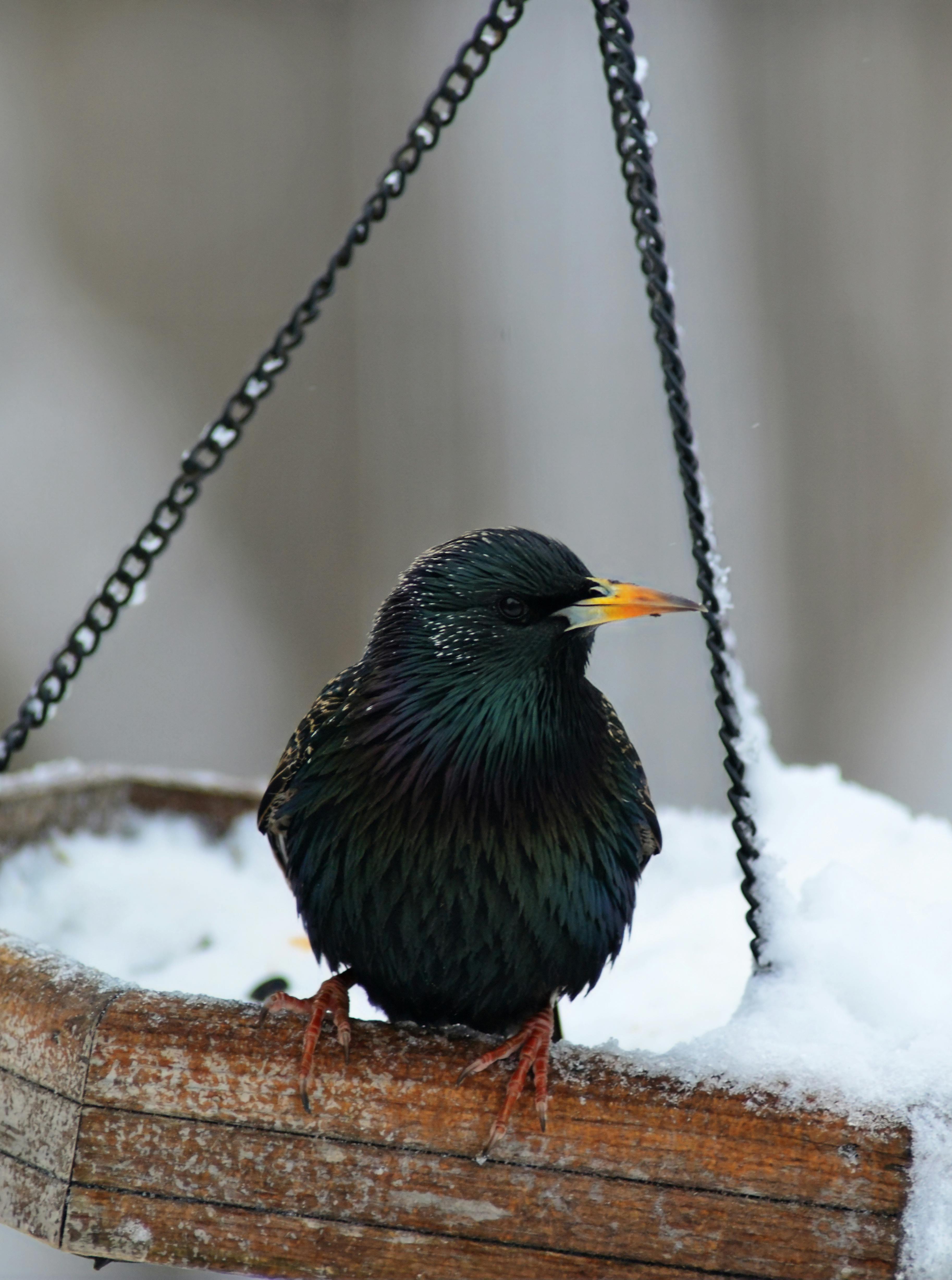 50 Common Birds Of North America