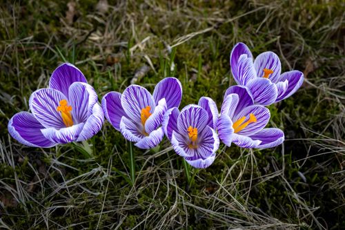 Free Bright purple crocus flowers blooming in springtime garden. Stock Photo