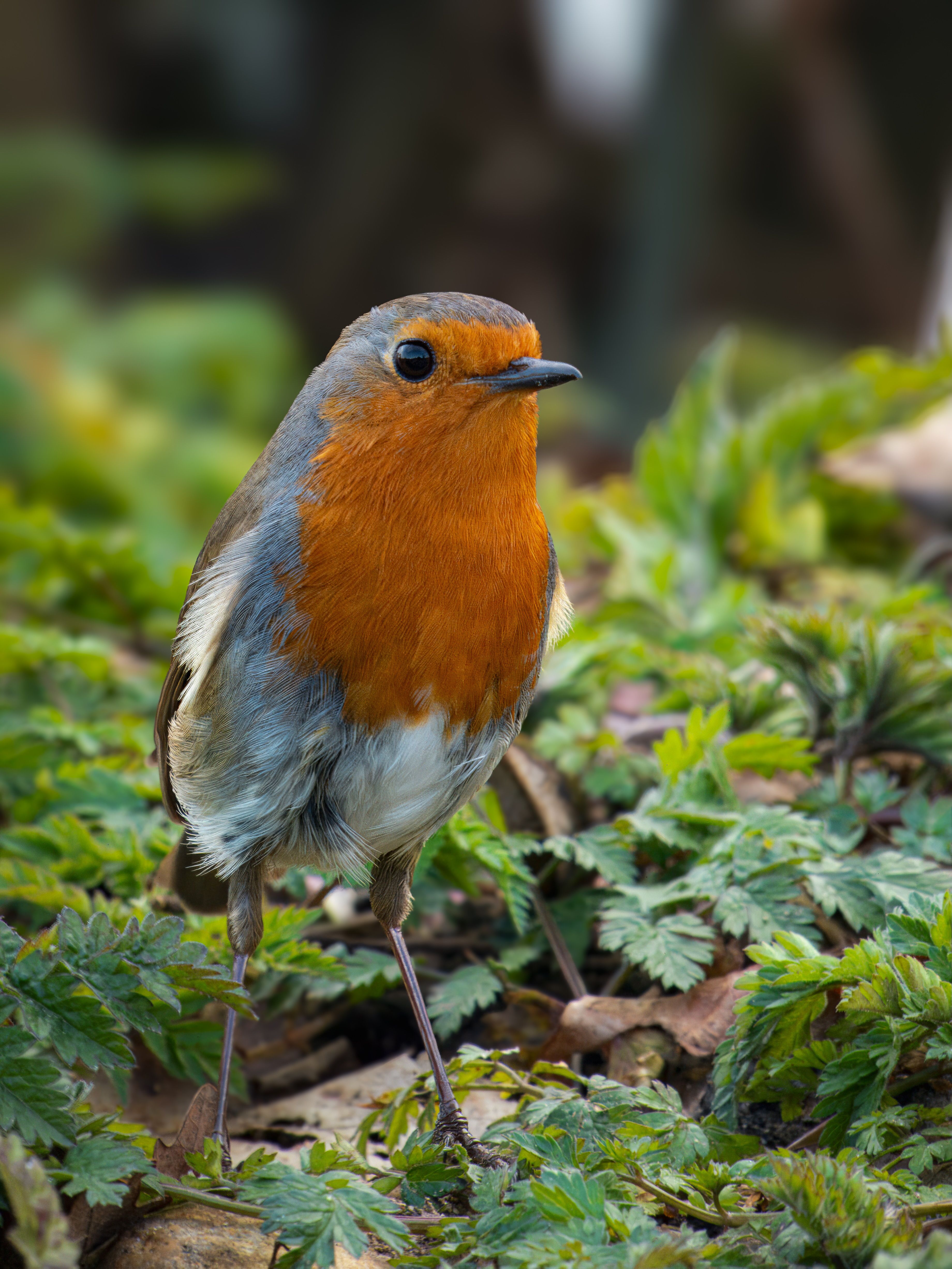 European Robin perched on green foliage, showcasing bright orange breast feathers.