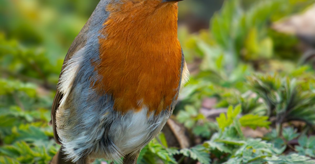 Robin In Nature Close-up of European Robin in natural habitat · Free Stock Photo