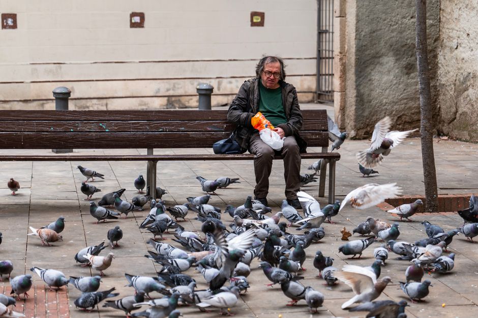 Un anciano alimenta a las palomas desde un banco de un parque en Barcelona, España. Escena urbana con muchas aves.