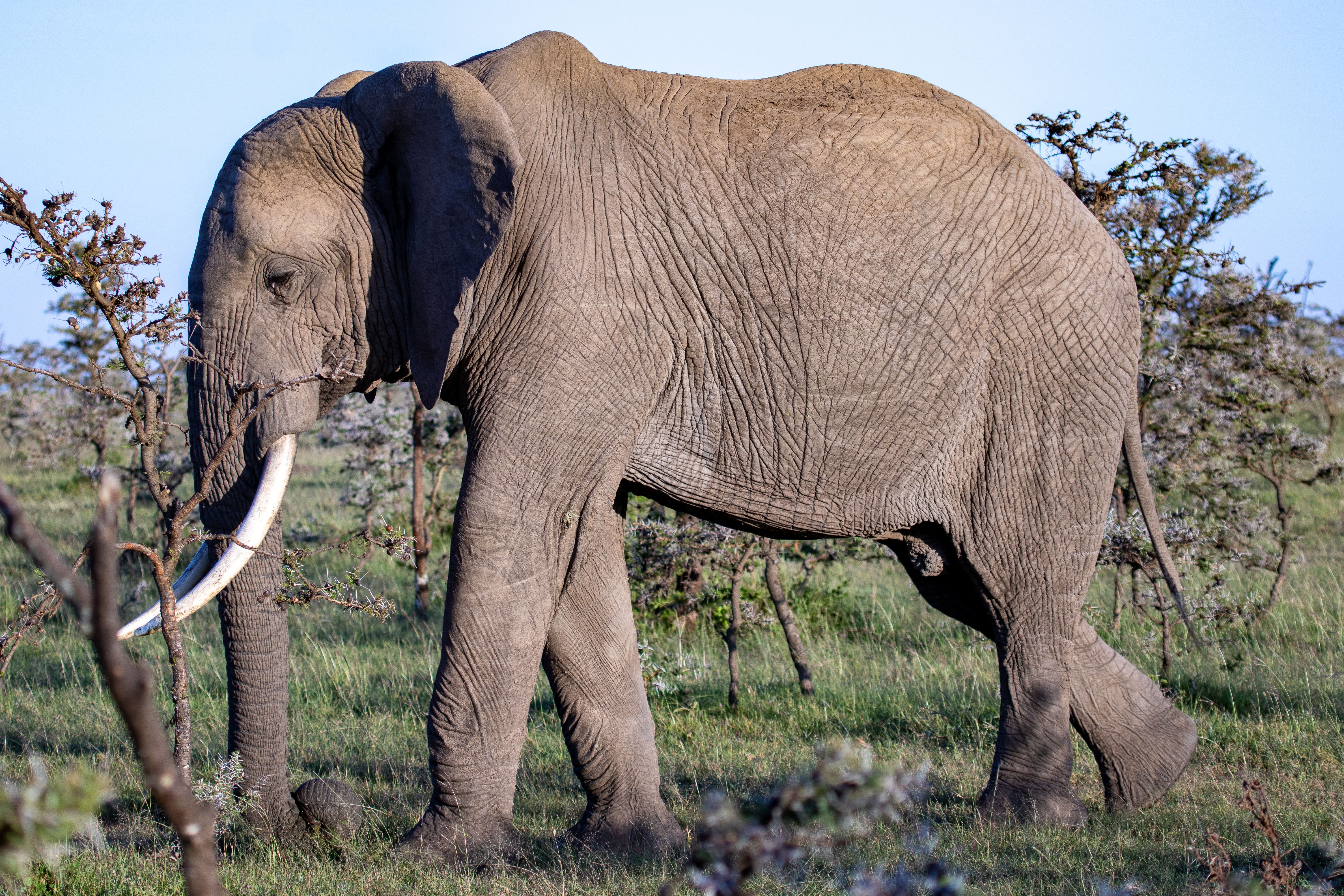 Who was the elephant serial killer? - The Institute for Environmental ...