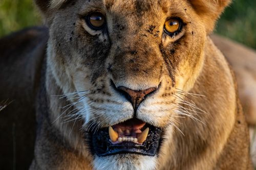 Free Stunning close-up of a lioness in the wild, showcasing nature's beauty in Kenya's wilderness. Stock Photo