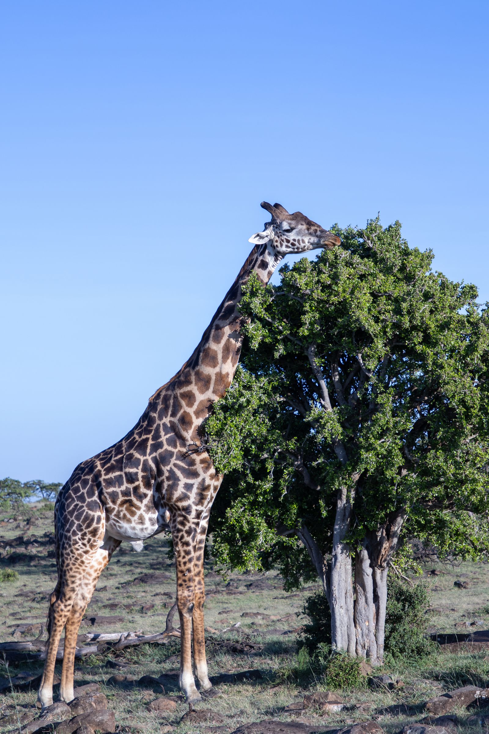 A giraffe browsing leaves from a tree under a clear blue sky in Kenya