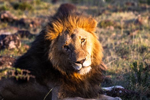 Masai Mara private game drives — Kenya Safari