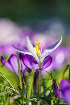 Macro shot of vibrant purple and white crocus flowers blooming in spring sunlight.