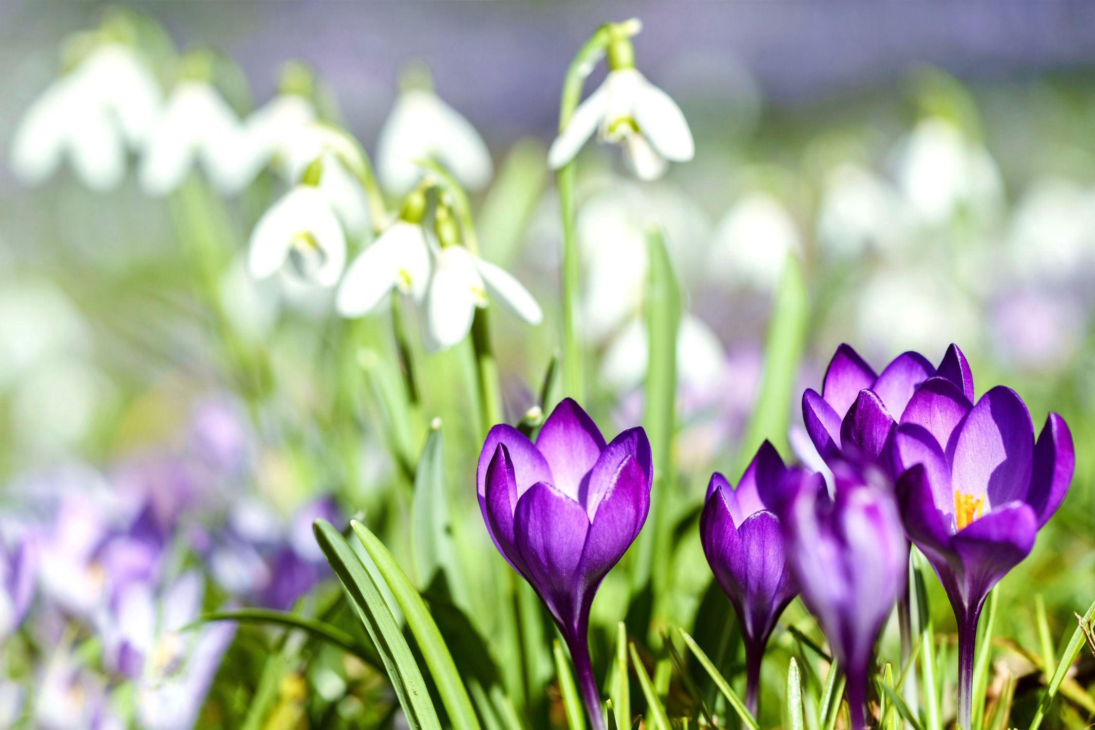 Vibrant Spring Crocuses and Snowdrops Blending Together · Free Stock Photo