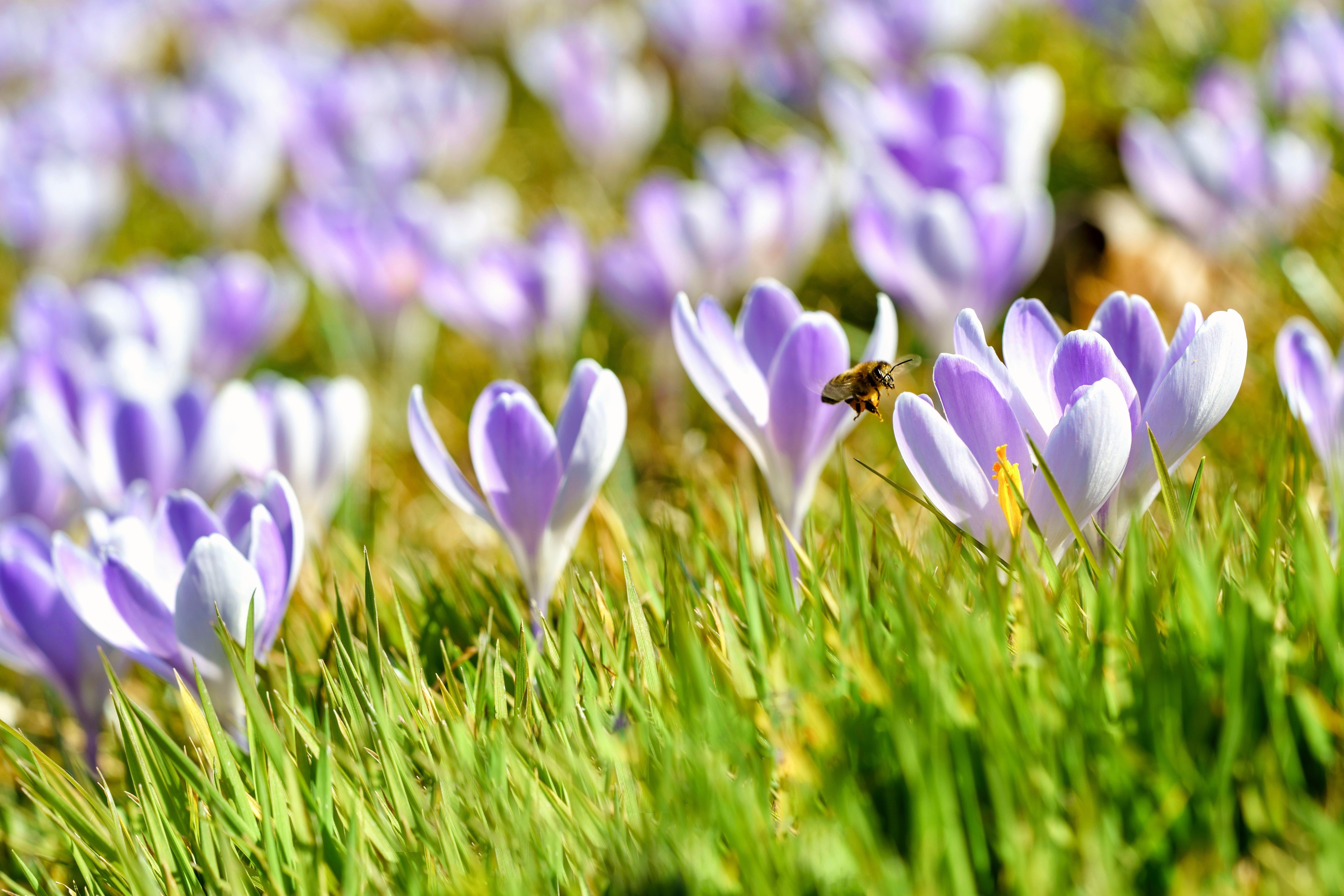 Bee Pollinating Crocus Flowers in Bloom · Free Stock Photo