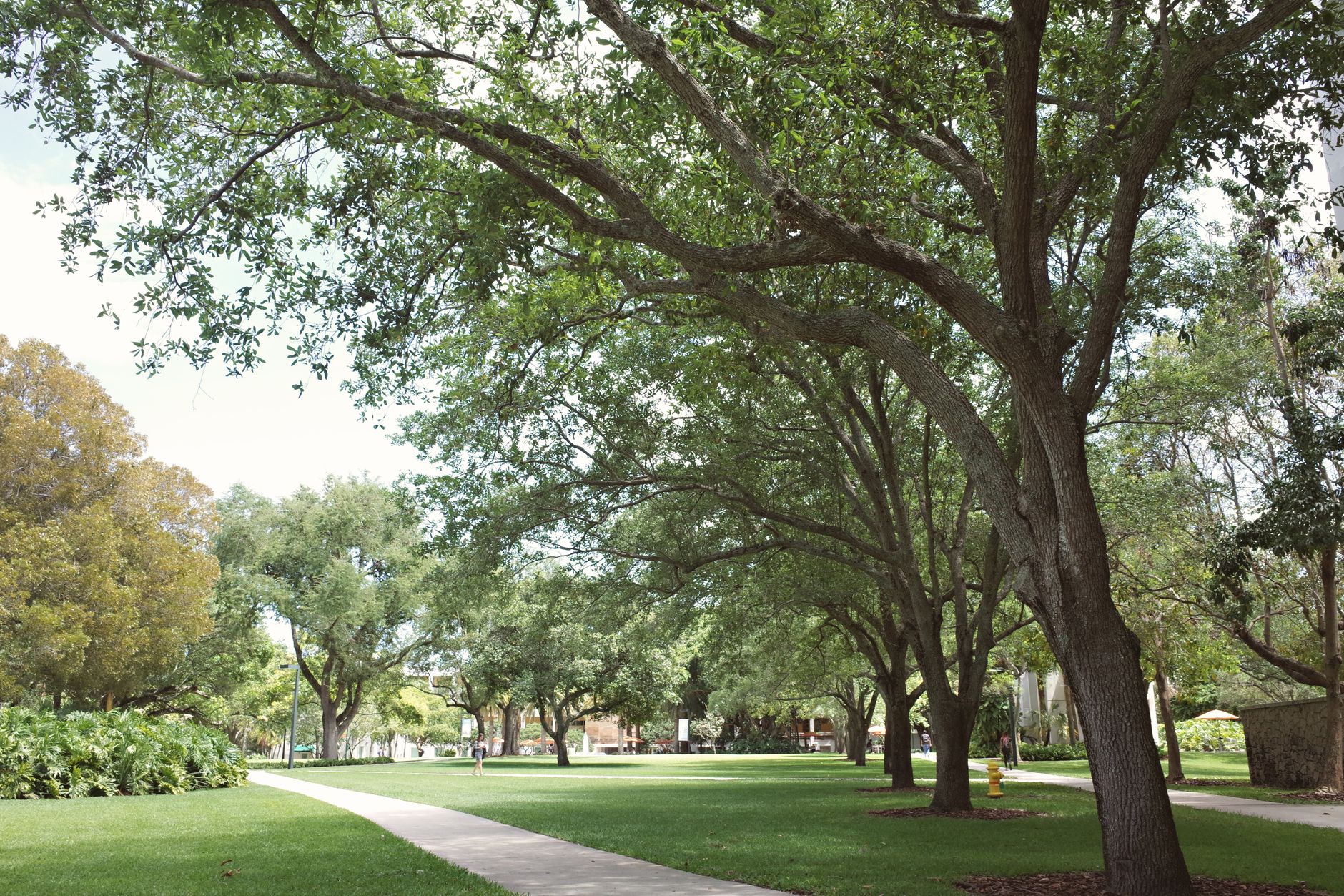Lush green pathway in a university campus, Coral Gables, Florida.
