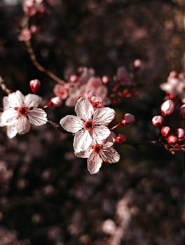 Close-up of cherry blossoms in spring, showcasing delicate pink petals and nature's beauty.