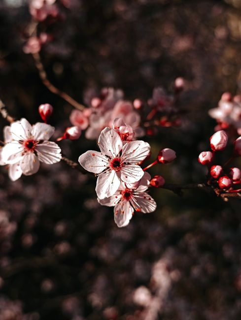 Close-up of cherry blossoms in spring, showcasing delicate pink petals and nature's beauty.