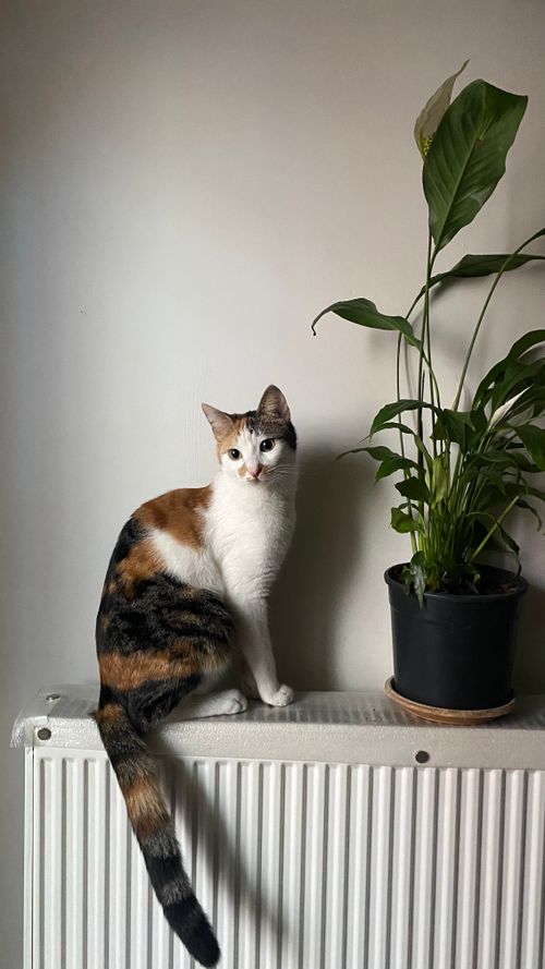 Free Life Stock Photo