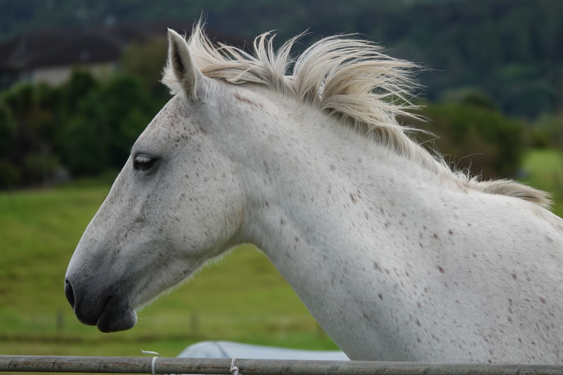 Portrait of a horse at a veterinary clinic