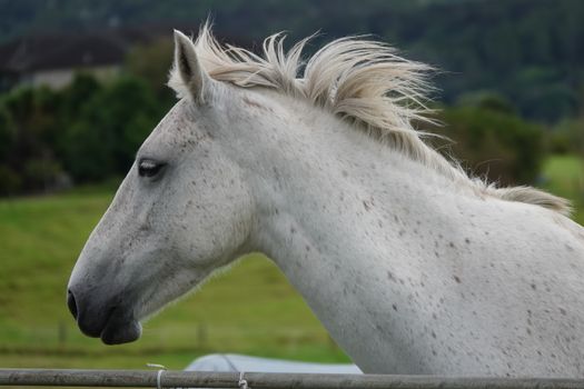 Glenorchy horse trek — New Zealand — Queenstown