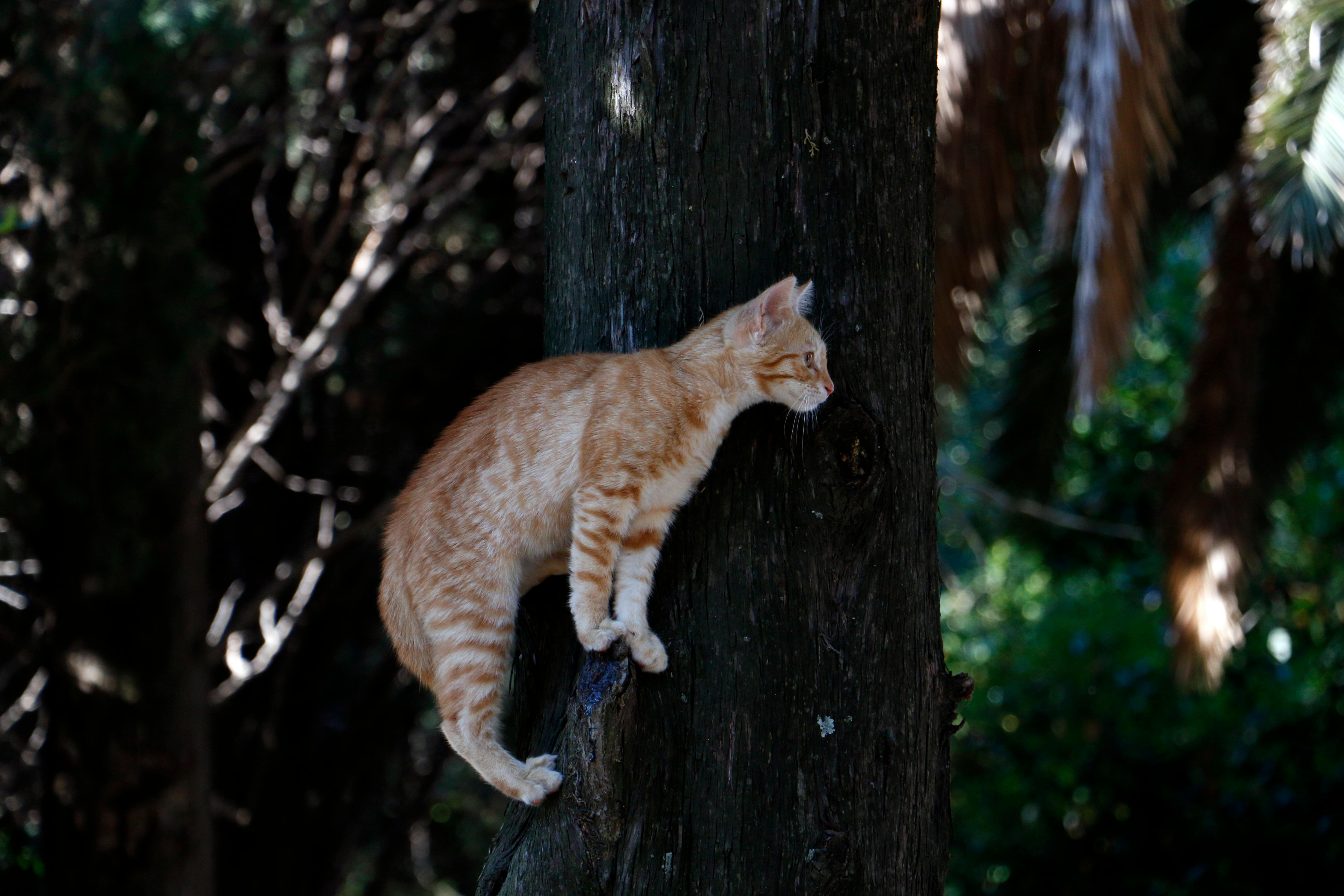 Cat forest обзор