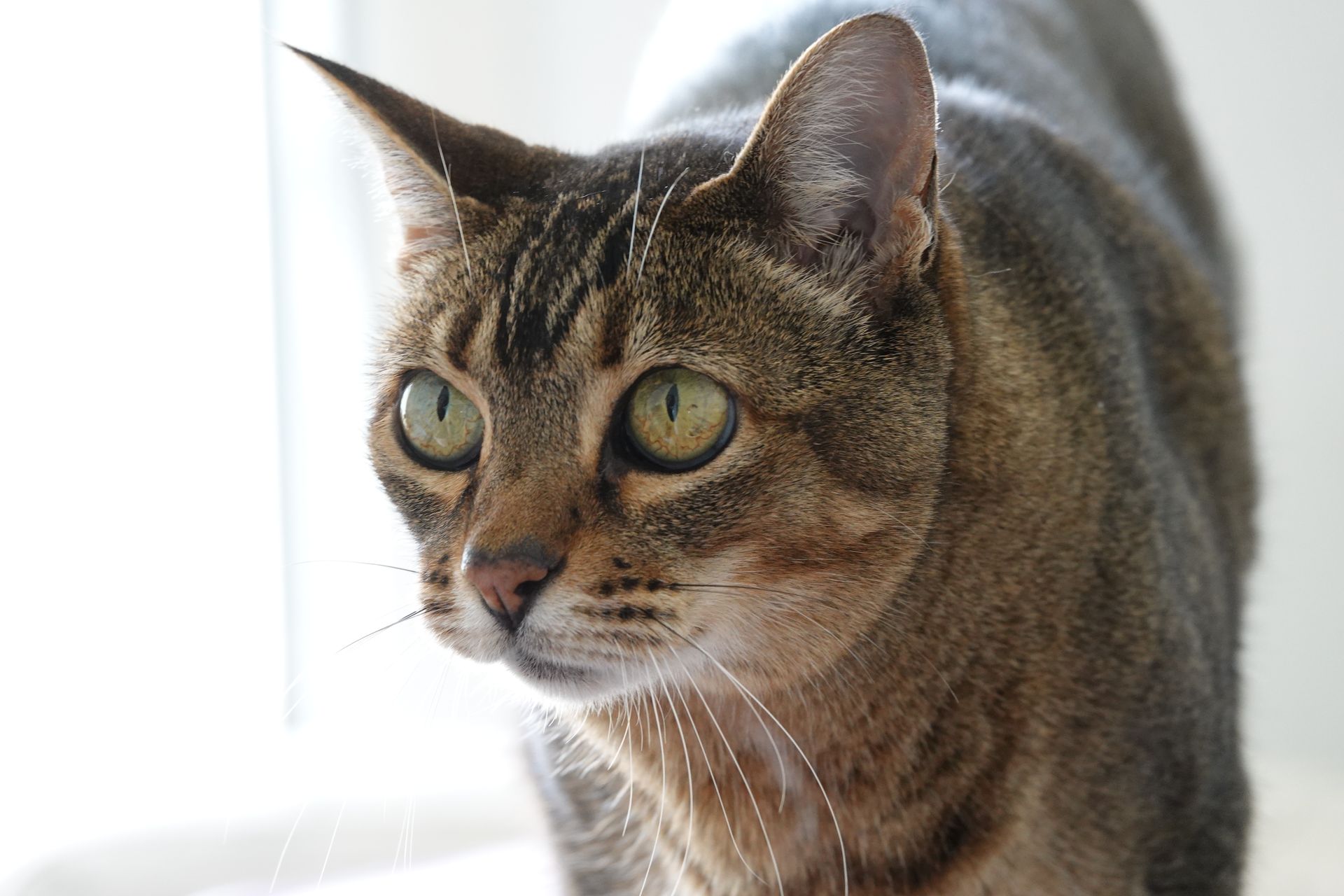 Detailed close-up of a Bengal cat showcasing its striking green eyes and unique fur pattern.