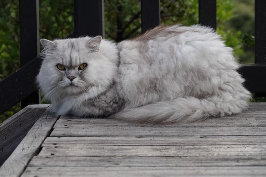 A fluffy Persian cat with grey fur lies on wooden decking outdoors.