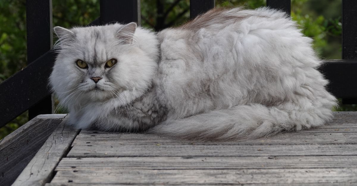 Orange and White Cat Breed vs Gray Fluffy Long-Haired Breeds Black gray fluffy long-haired cat breeds: fluffy gray Persian cat lying on a wooden deck