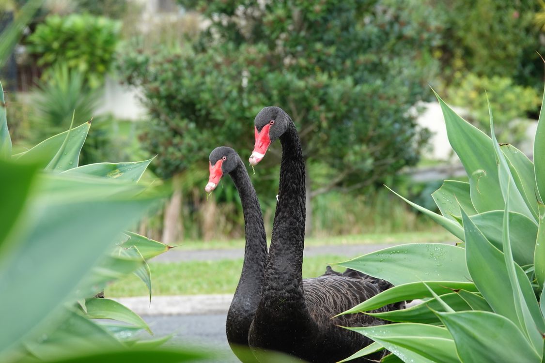 Pair of Black Swans in New Zealand Garden · Free Stock Photo