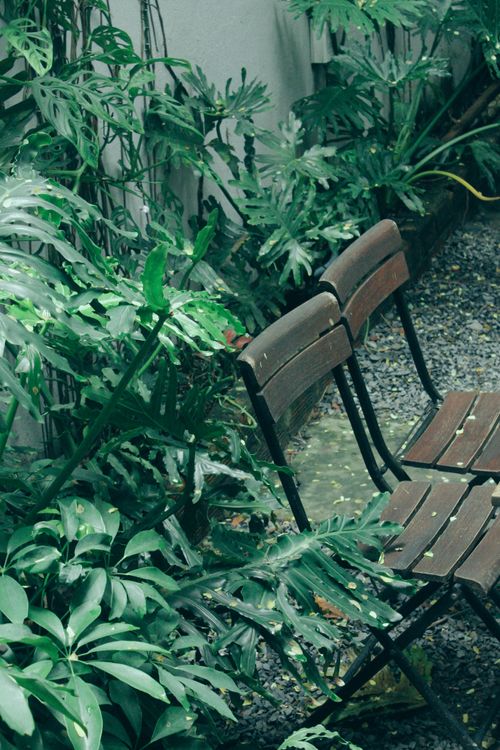 Free Empty wooden chairs amidst lush tropical plants in a garden setting. Stock Photo