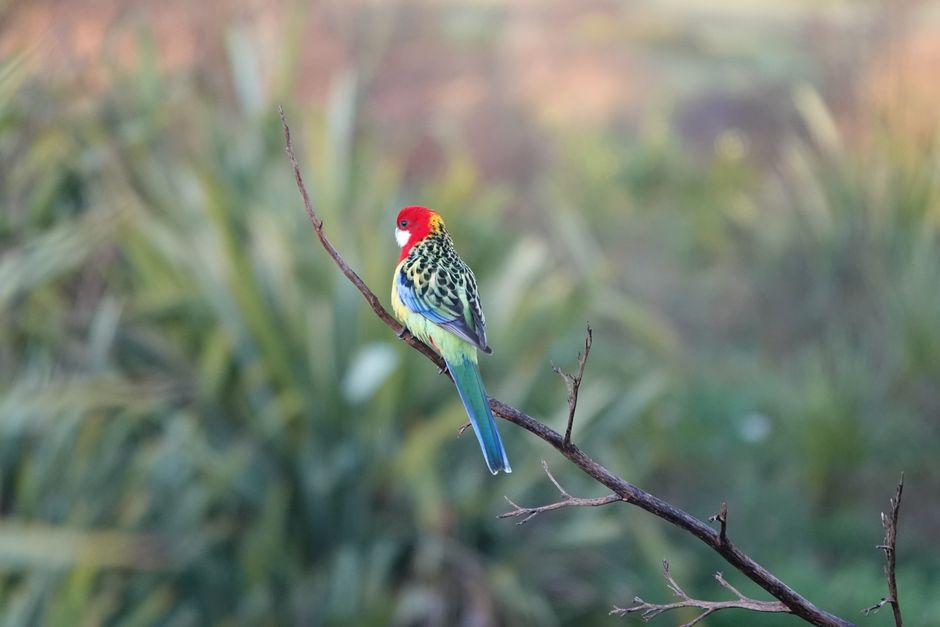 Photo by Travis Ireland on Pexels A vibrant Eastern Rosella perched on a branch in a New Zealand forest setting.