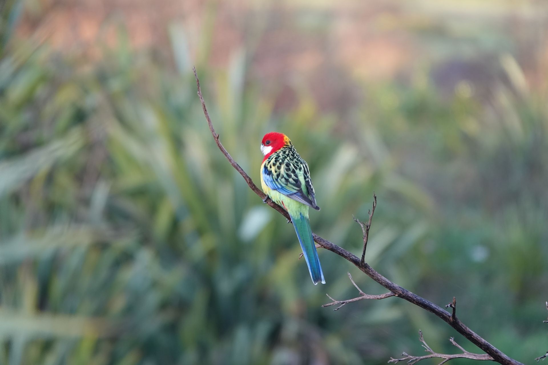 Eastern Rosella showcasing its colorful plumage on a branch in New Zealand wilderness.