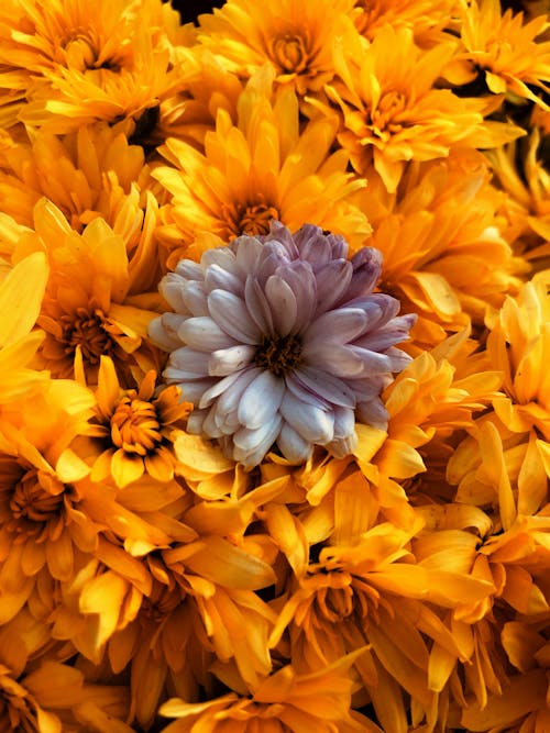 Ingyenes stockfotó aranysárga, sárga virág, sárga virágok témában