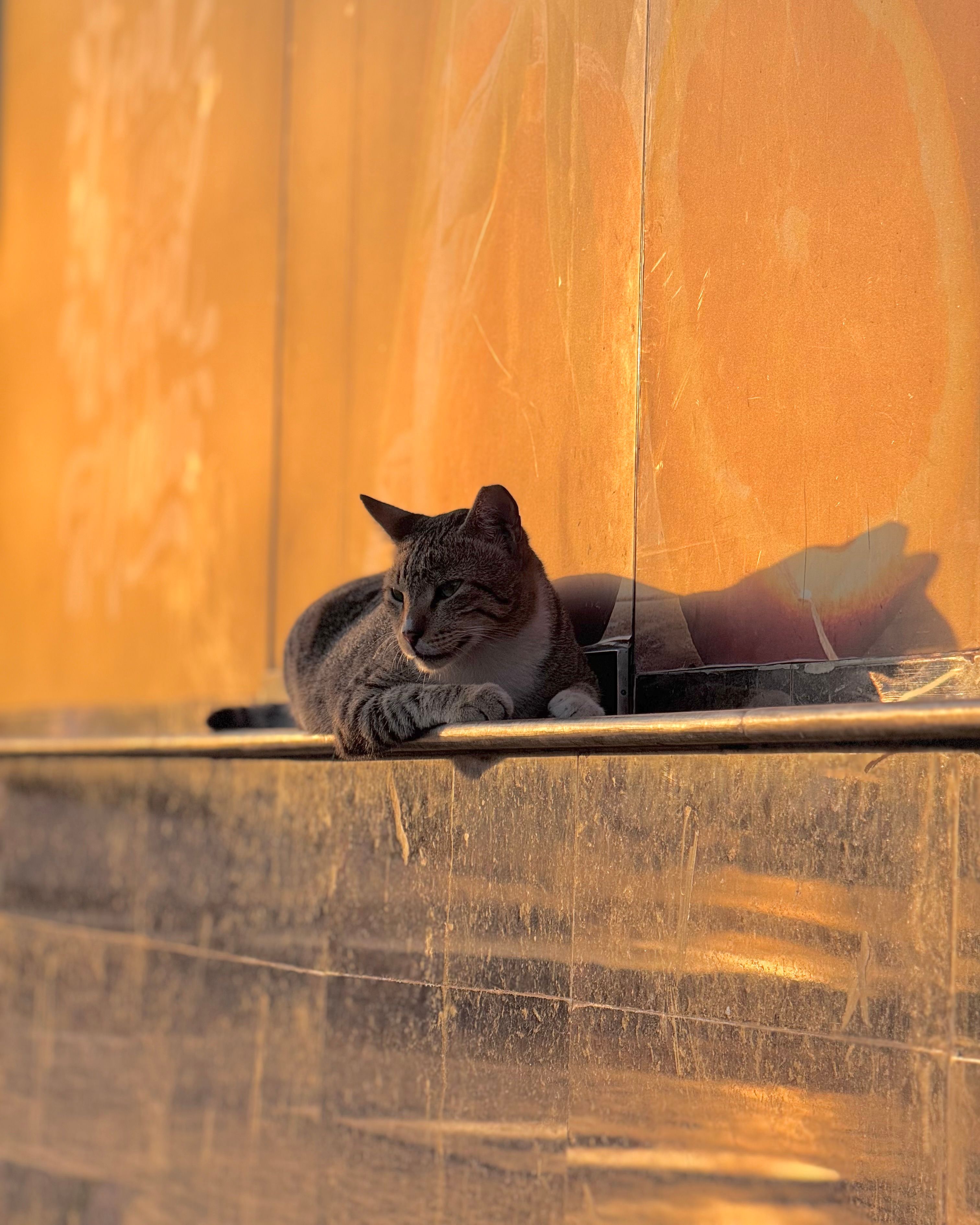 Gato Descansando Bajo La Cálida Luz Del Sol Durante La Hora Dorada ...