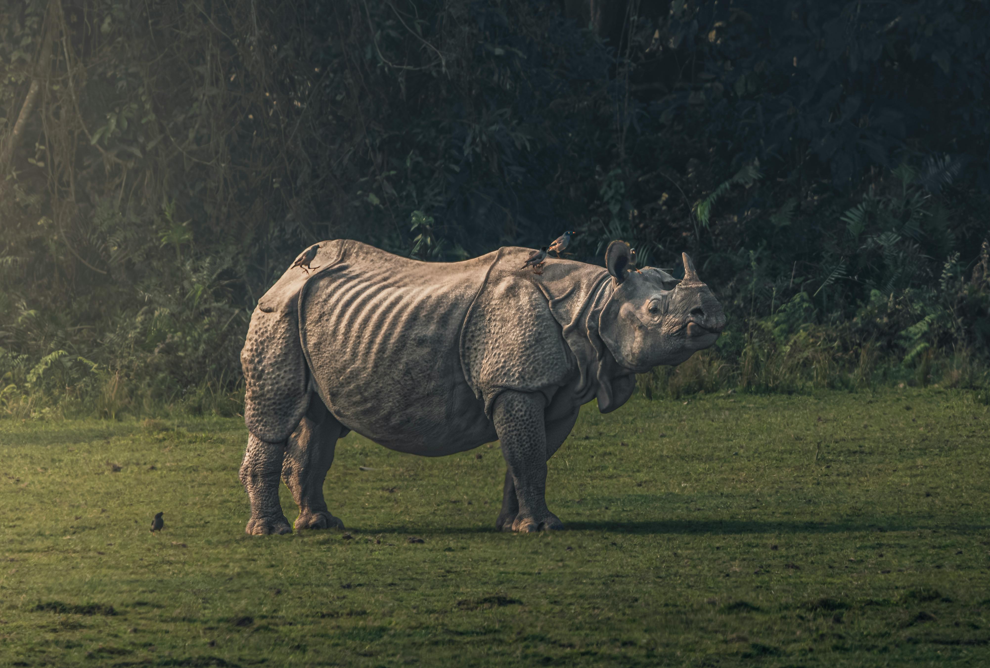 Gratuit Un majestueux rhinocéros indien dans une prairie verte luxuriante avec des oiseaux perchés sur son dos. Photos