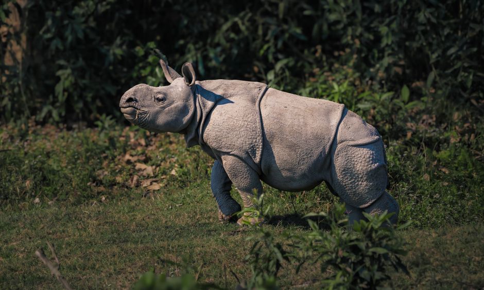Bardiya National Park, Nepal - travel photo