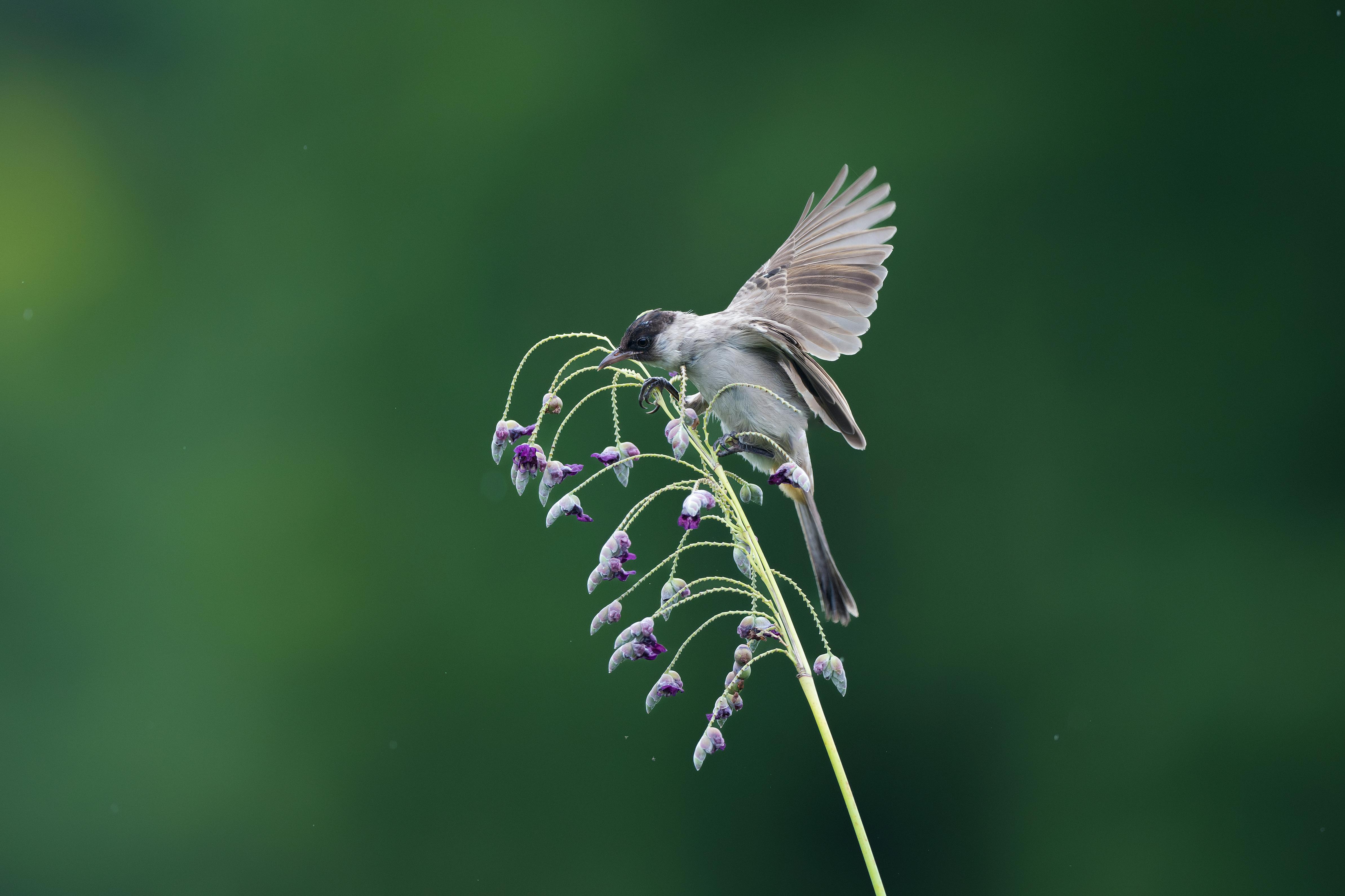 A delicate bird perches gracefully on a flowering stem against a vibrant green background.