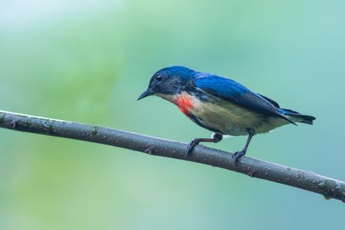Free A vibrant bird with red and blue feathers perched on a branch against a blurred background. Stock Photo
