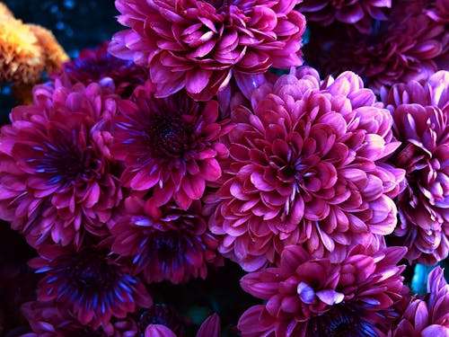 Ingyenes stockfotó dália, gyönyörű virág, gyönyörű virágok témában