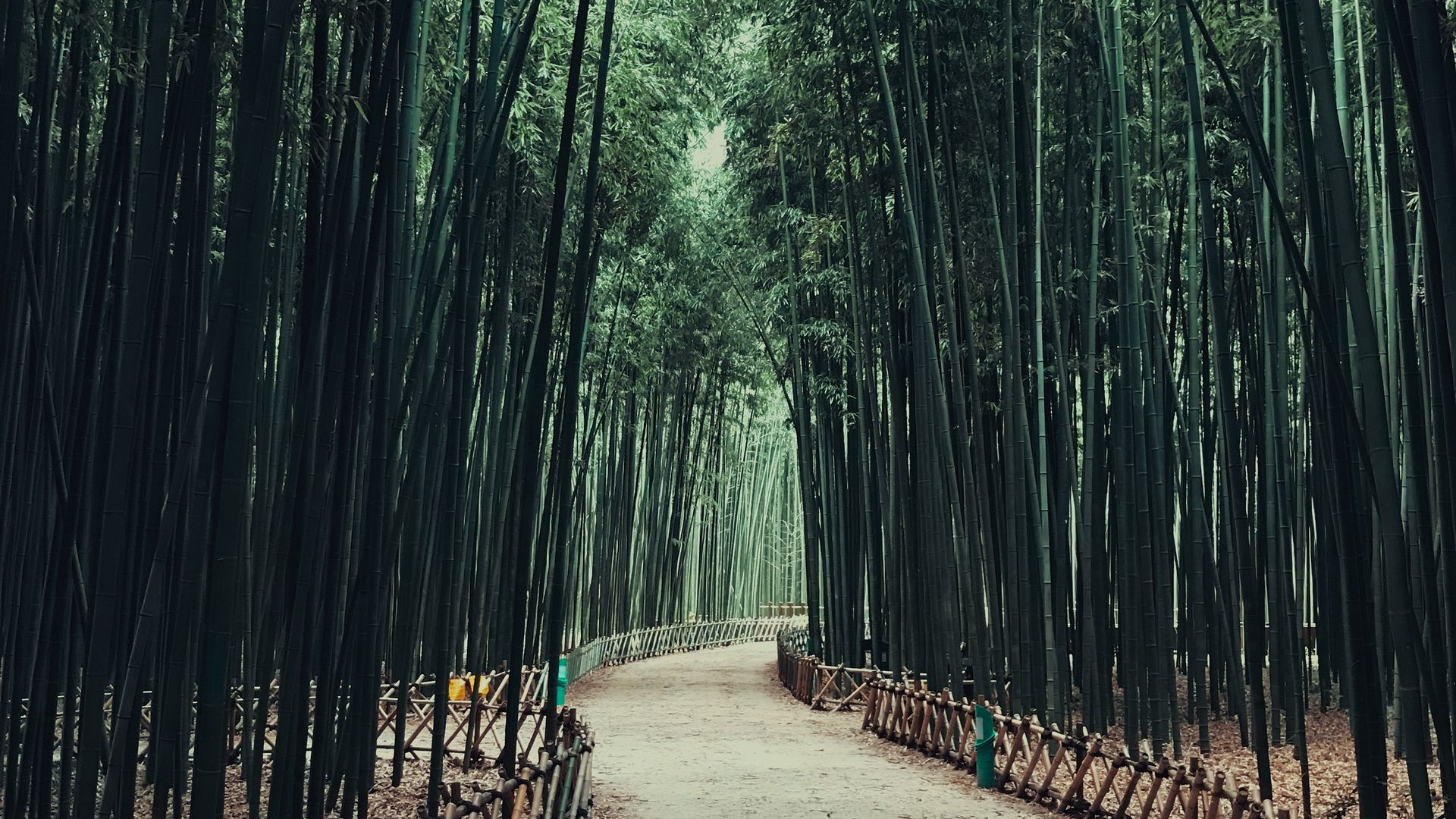 damyang bamboo forest korea selatan dengan jalur hutan bambu yang teduh dan hijau