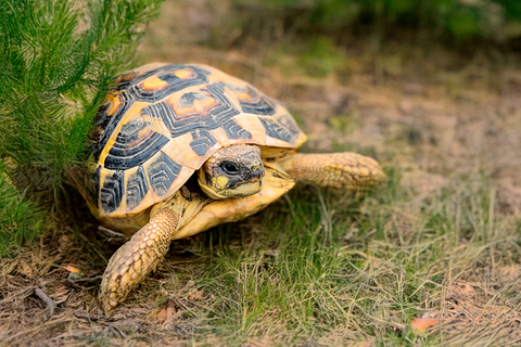 Tortue d'Hermann : déclaration, soins, taille, amendes 2026