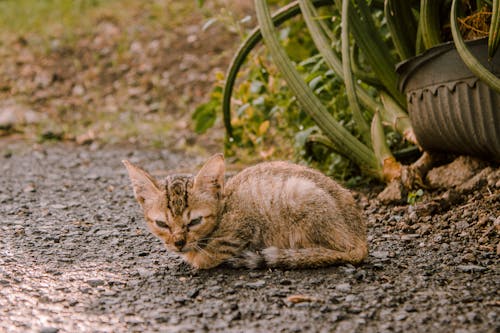 Gatinho Malhado No Chão