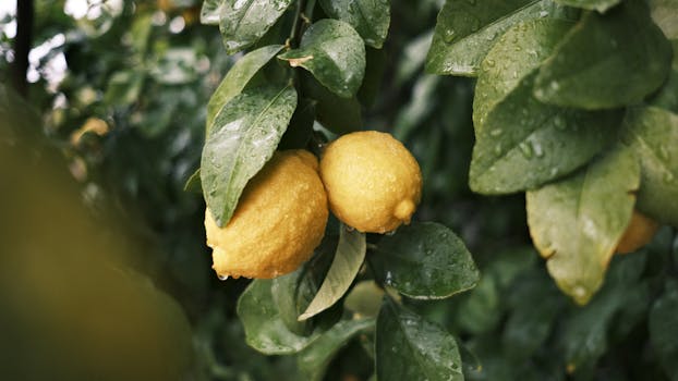 Close-up of vibrant yellow lemons on tree branches with water droplets, showcasing freshness.