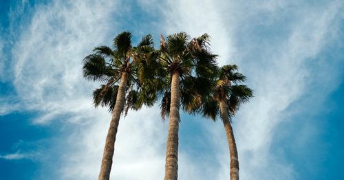 Free Vibrant palm trees reaching towards the sky with fluffy white clouds in the background. Stock Photo