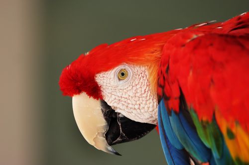 Free Close-up shot of a colorful Scarlet Macaw in Naxos, Greece, showcasing its vibrant feathers. Stock Photo