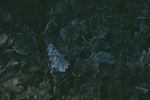 Moody winter photograph of frost-covered leaves on forest floor.