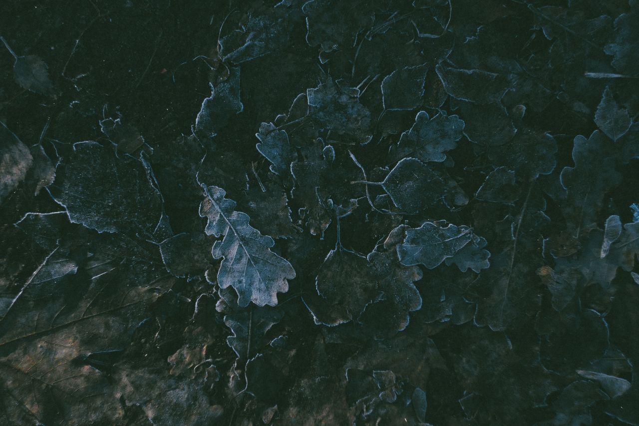 moody winter photograph of frost covered leaves on forest floor
