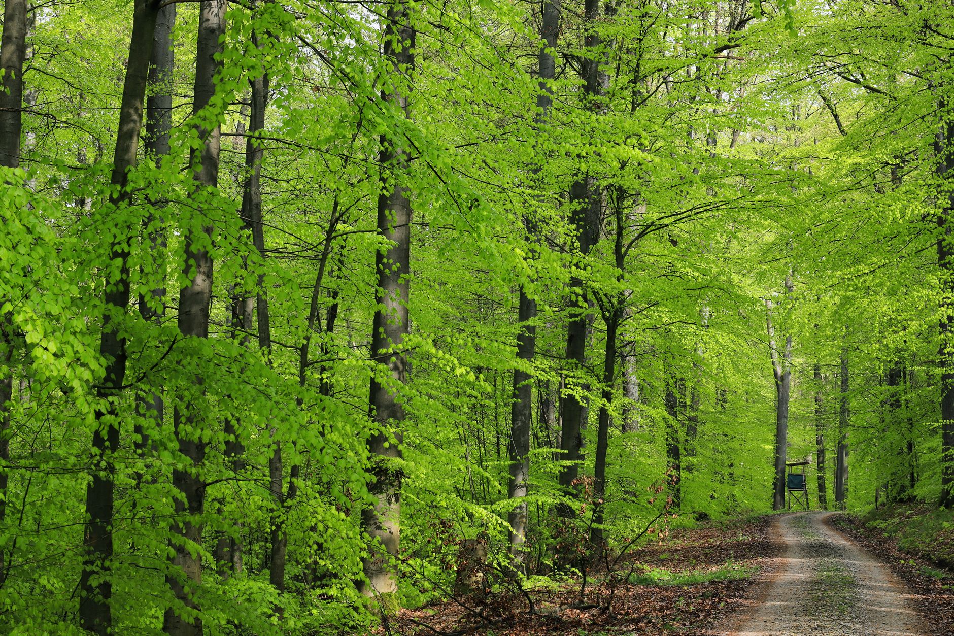 A picturesque forest pathway surrounded by lush green foliage during springtime.