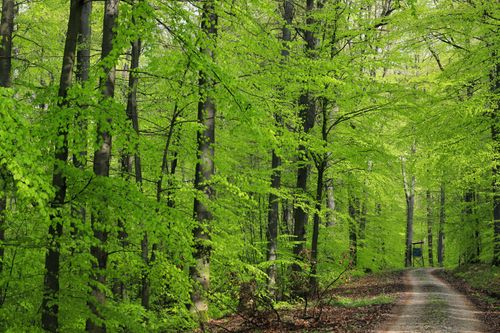 Free A picturesque forest pathway surrounded by lush green foliage during springtime. Stock Photo